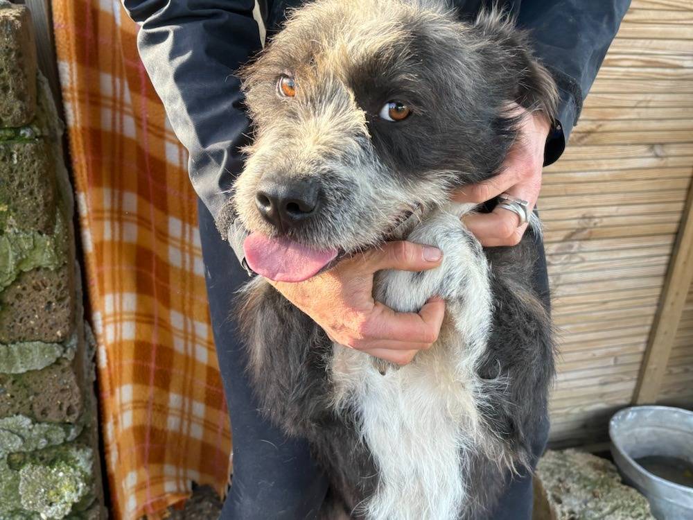 Adotta un cane, maschio, 3 anni e 6 mesi, Roma