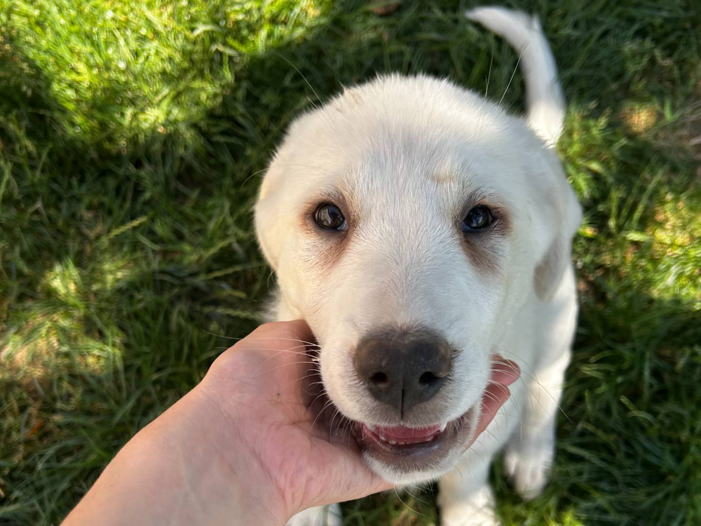 Adotta un cane, taglia grande, femmina, Roma