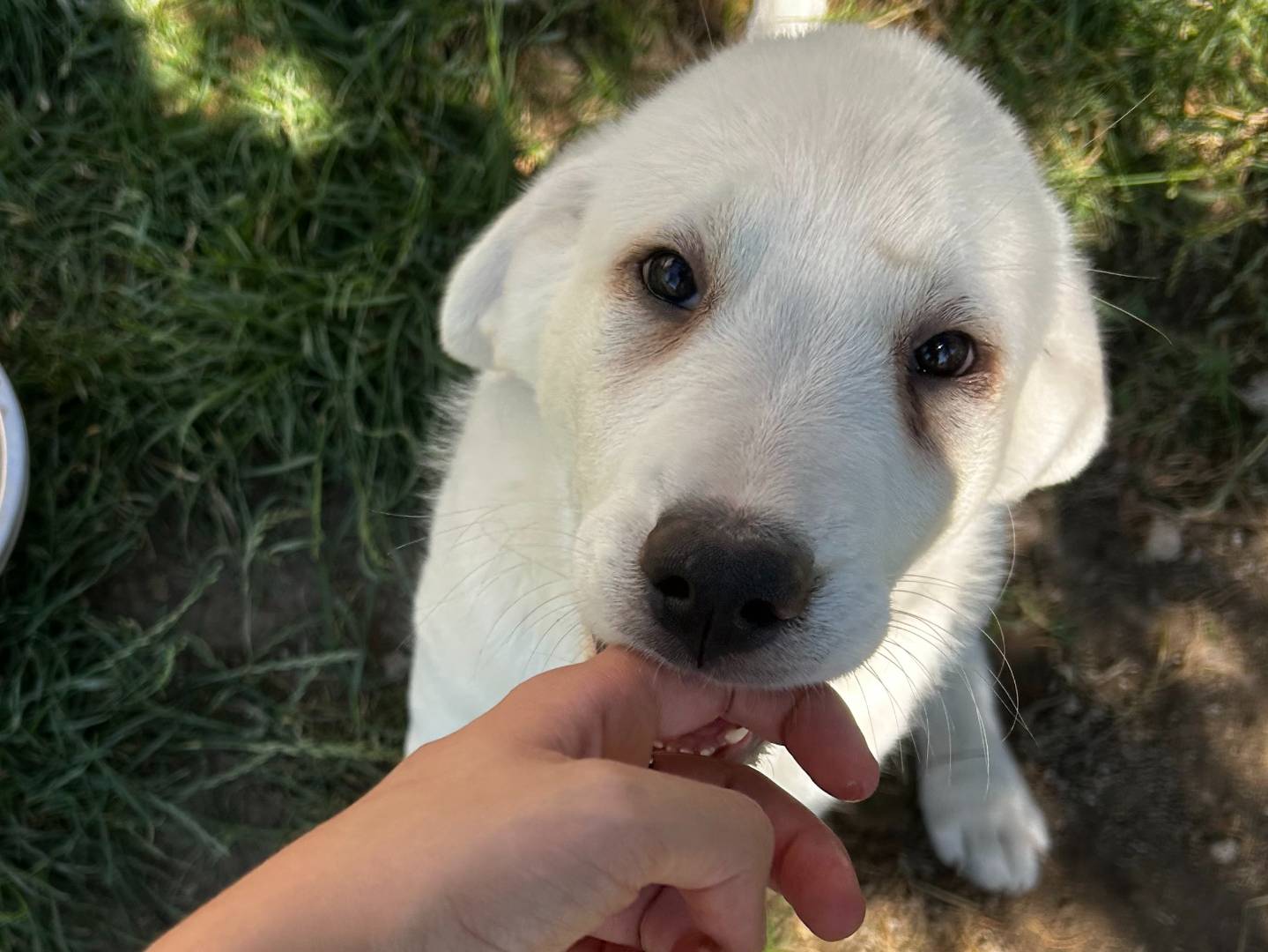 Vuoi adottare un cane a Roma?