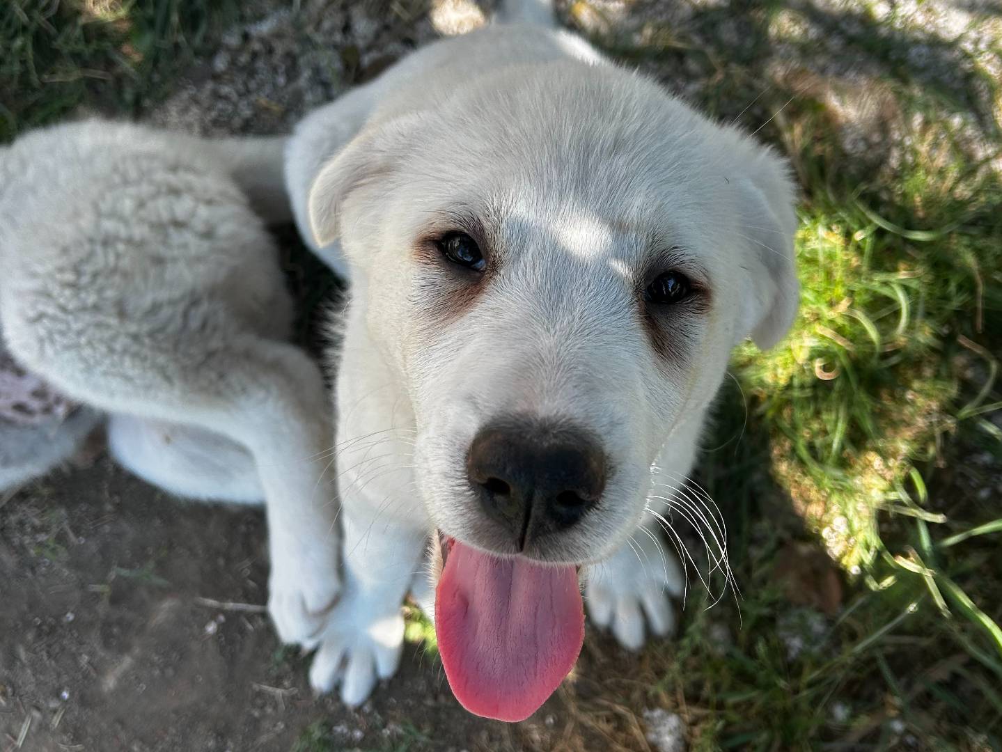 Adotta un cane, femmina, 2 mesi, Roma