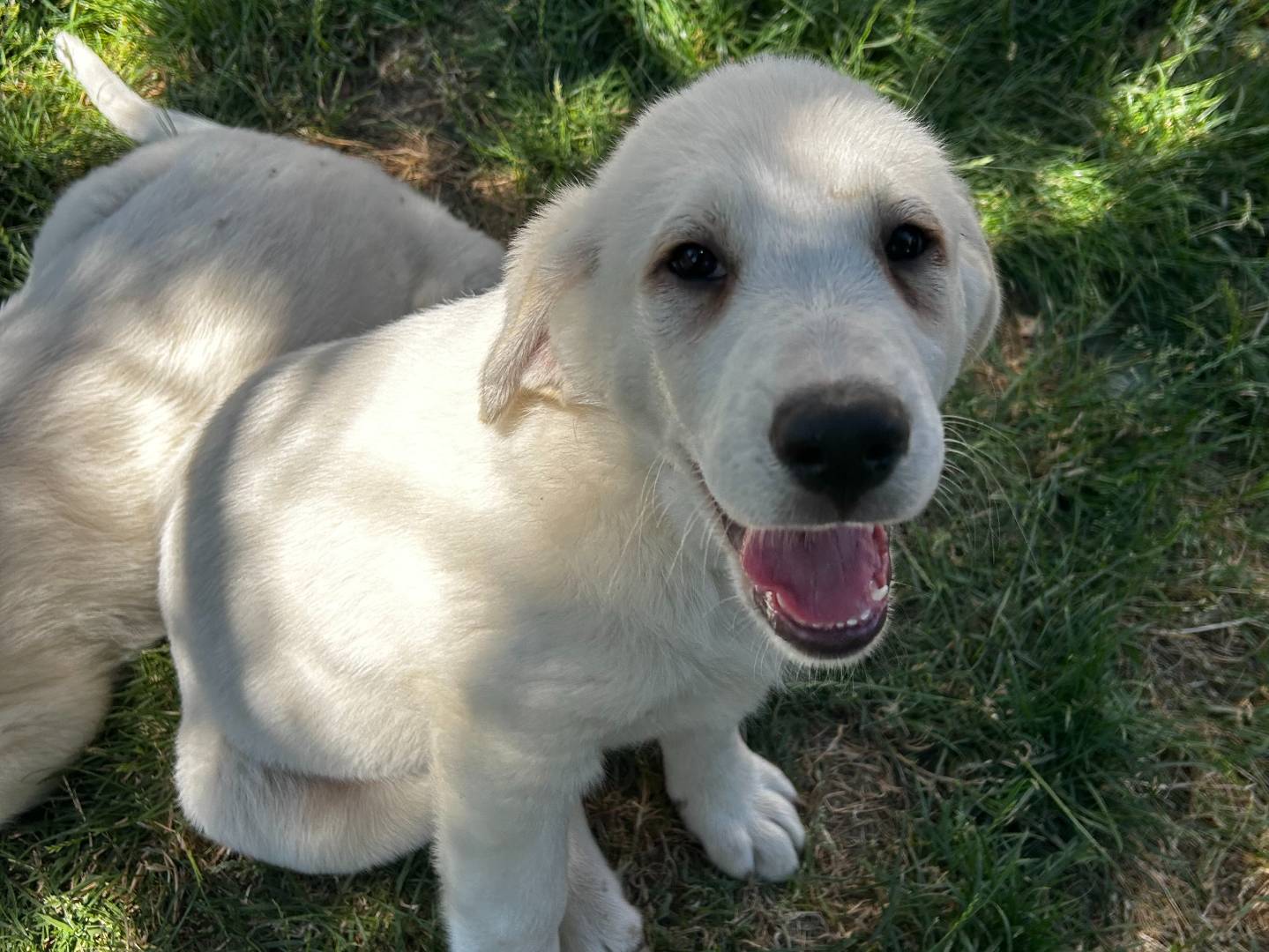 Adotta il cane Mayo a Roma