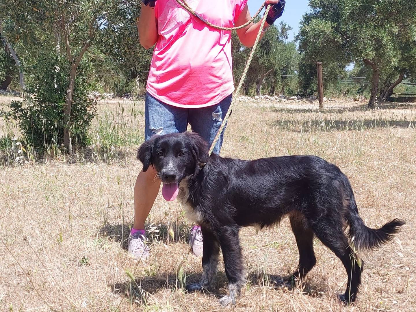 Adotta un cane, femmina, 6 mesi, Bari