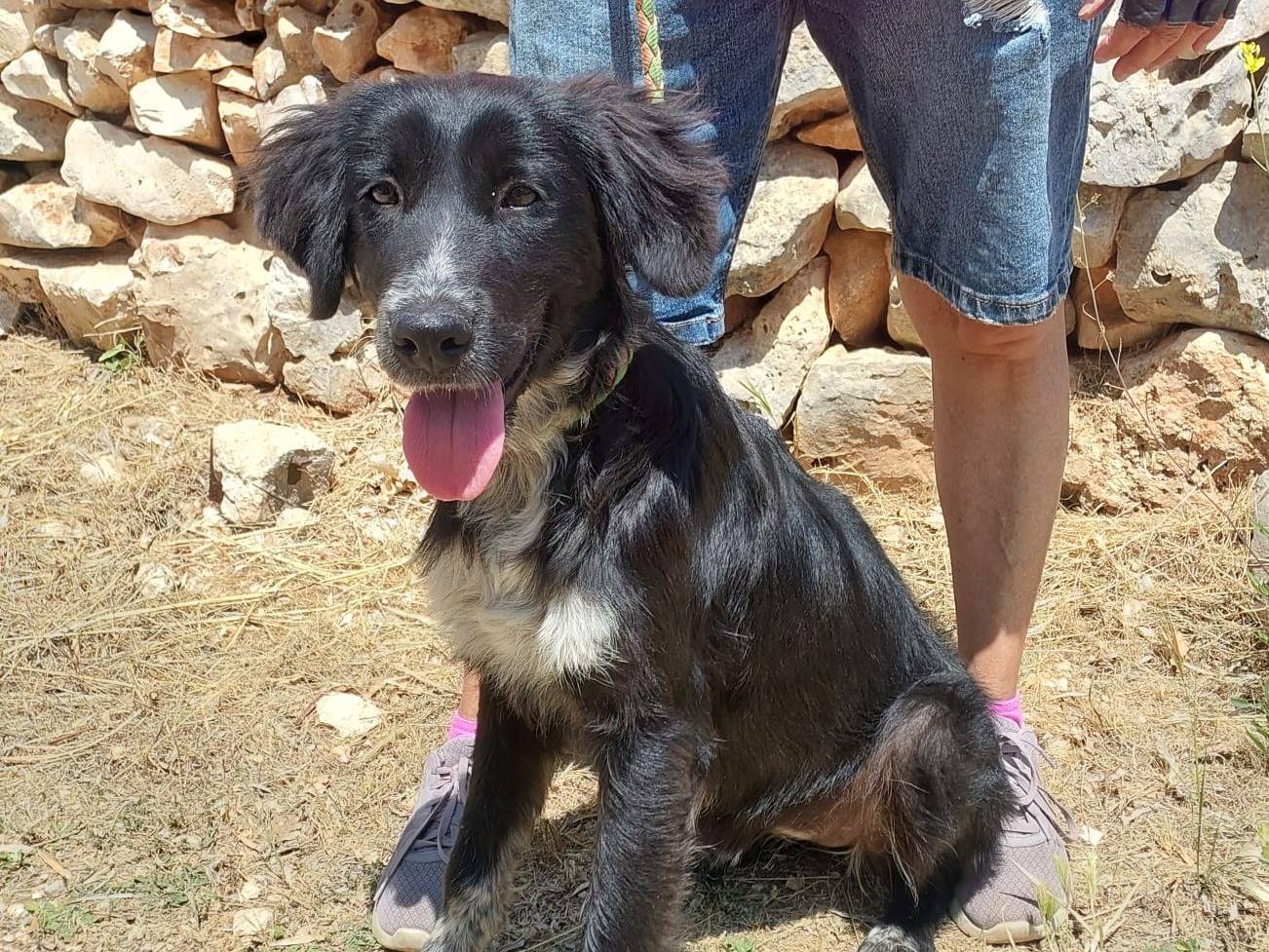 Adotta un cane, taglia media, femmina, Bari