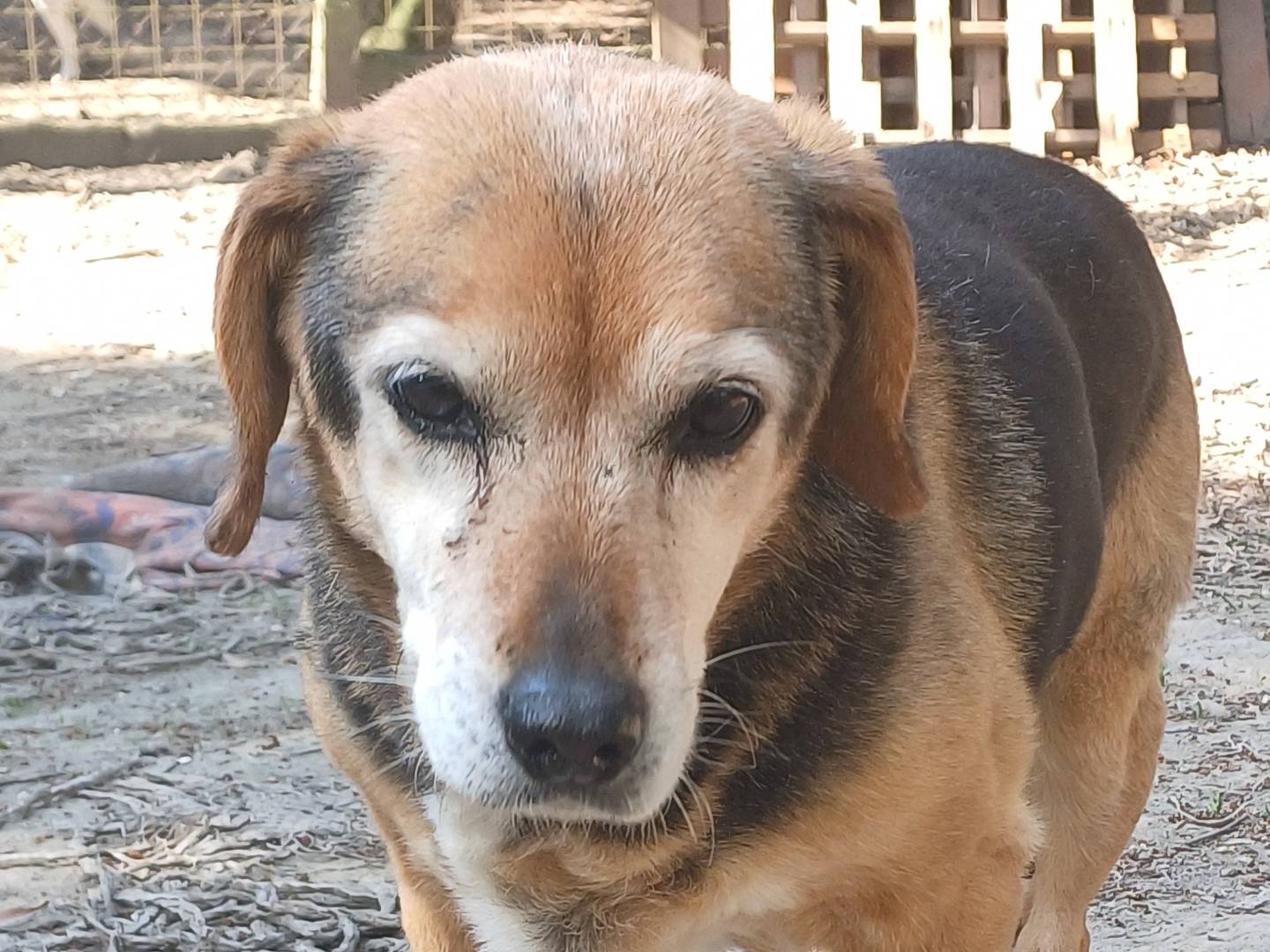 Adotta un cane, taglia media contenuta, femmina, Roma