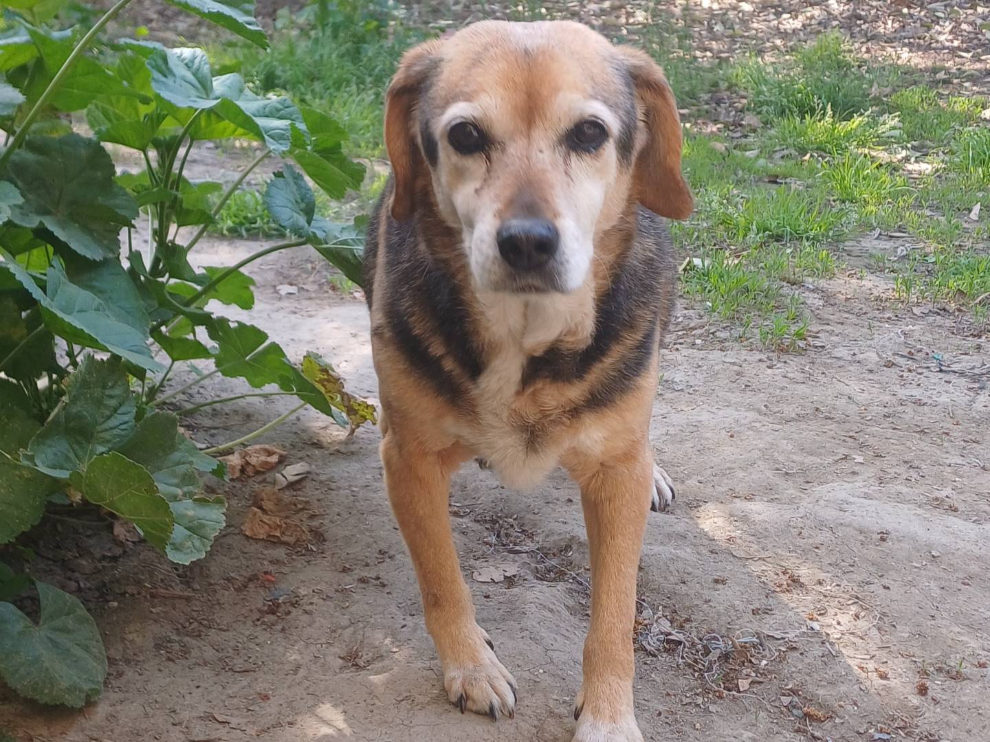 Adotta il cane POLENTA  a Roma