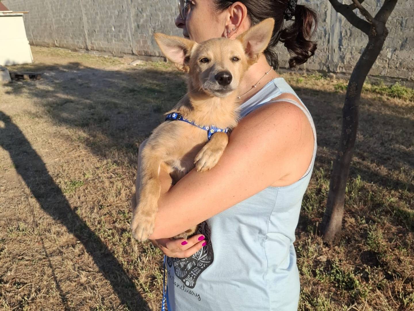 Adotta un cane, maschio, 4 mesi, Bari