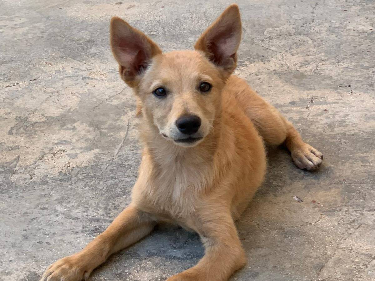 Adotta un cane, taglia piccola, maschio, Bari