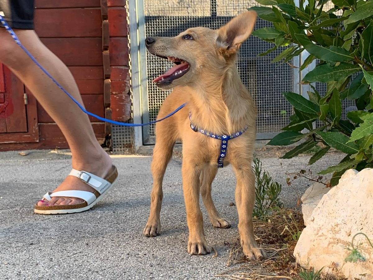 Vuoi adottare un cane a Bari?