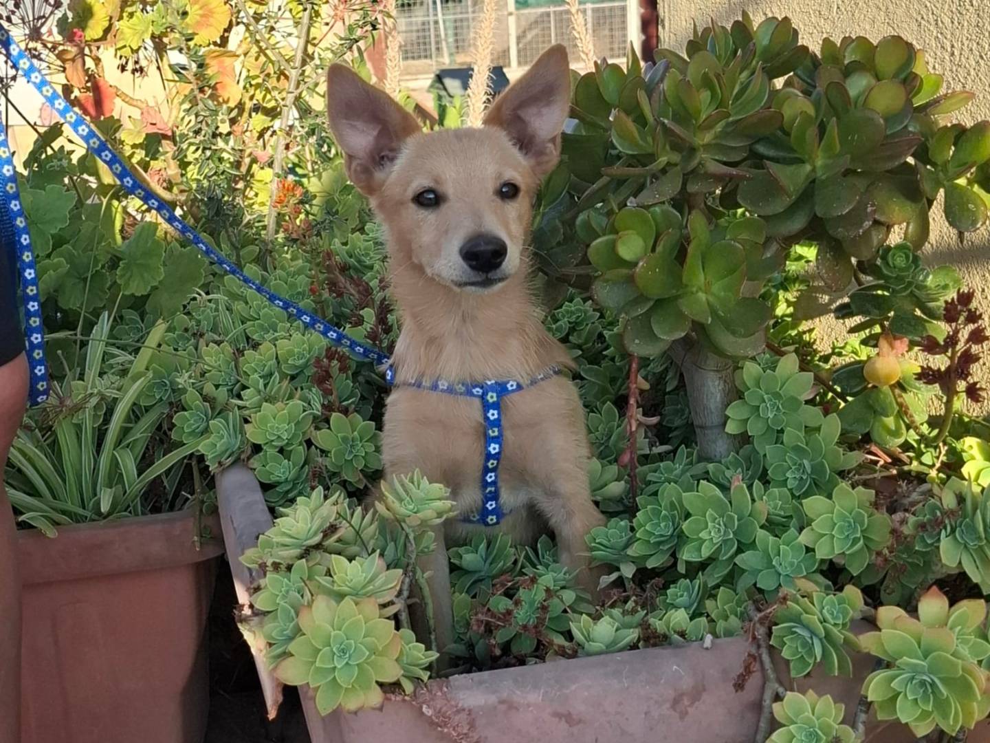 Adotta il cane DANTE a Bari