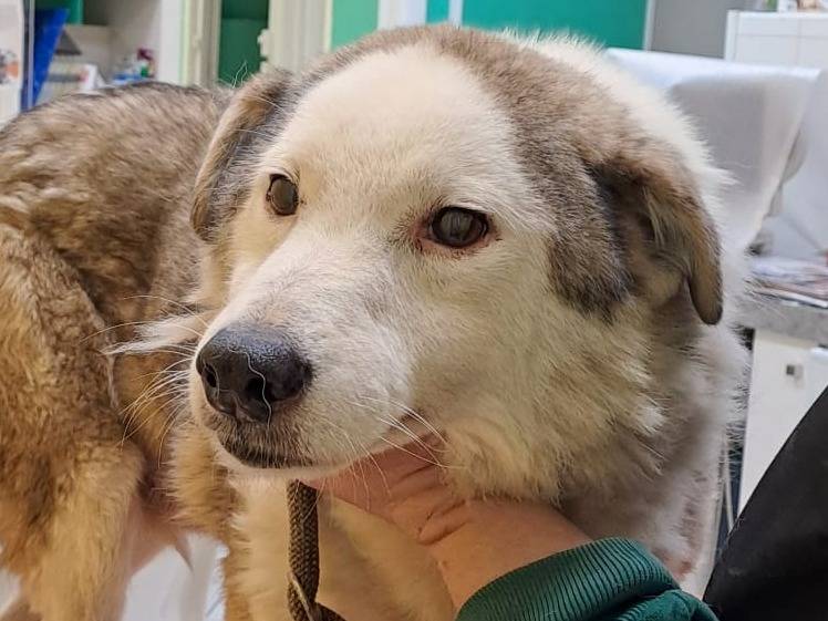 Adotta un cane, taglia media, maschio, Roma