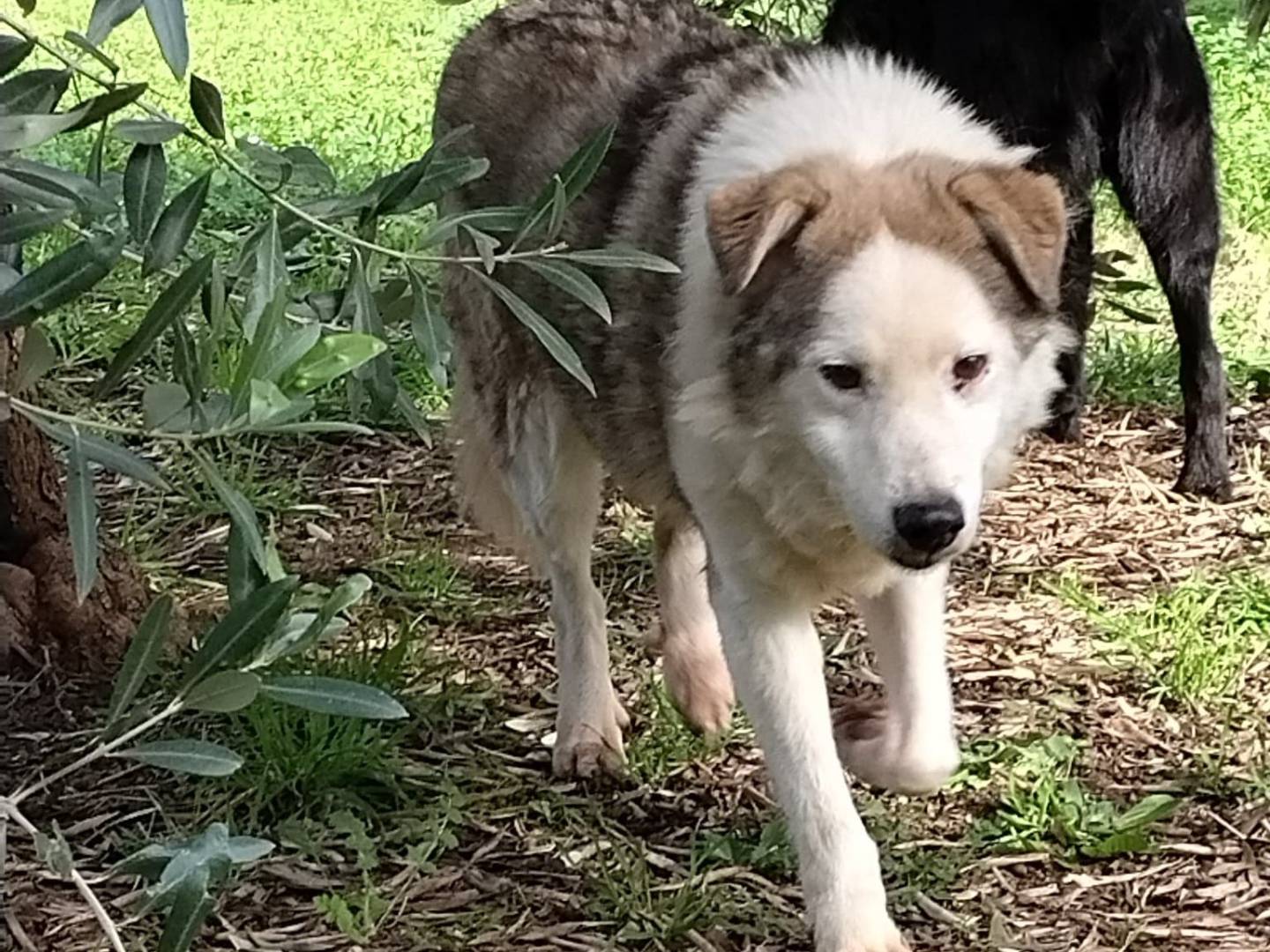 Vuoi adottare un cane a Roma?