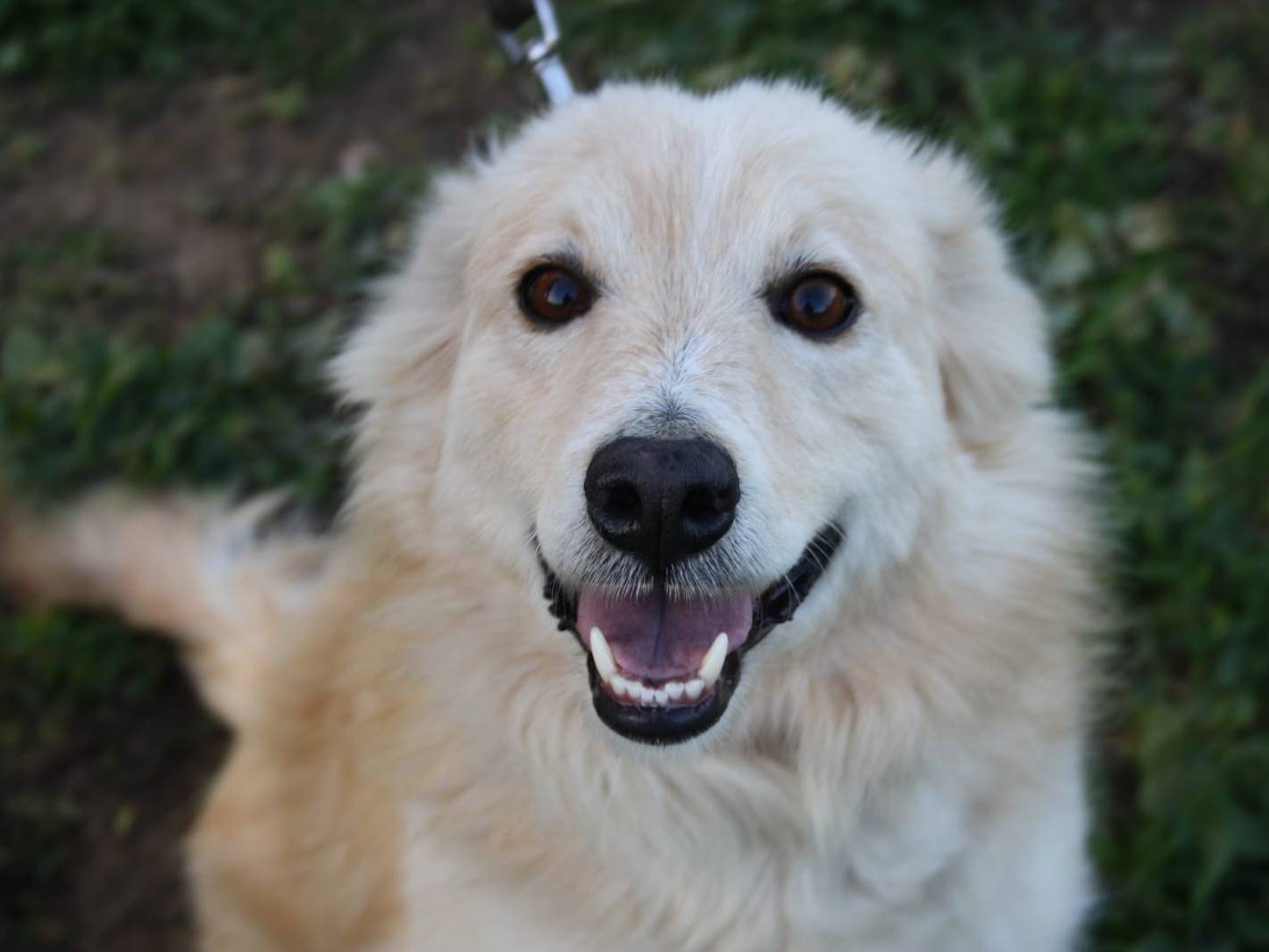 Adotta un cane, taglia media, maschio, Roma