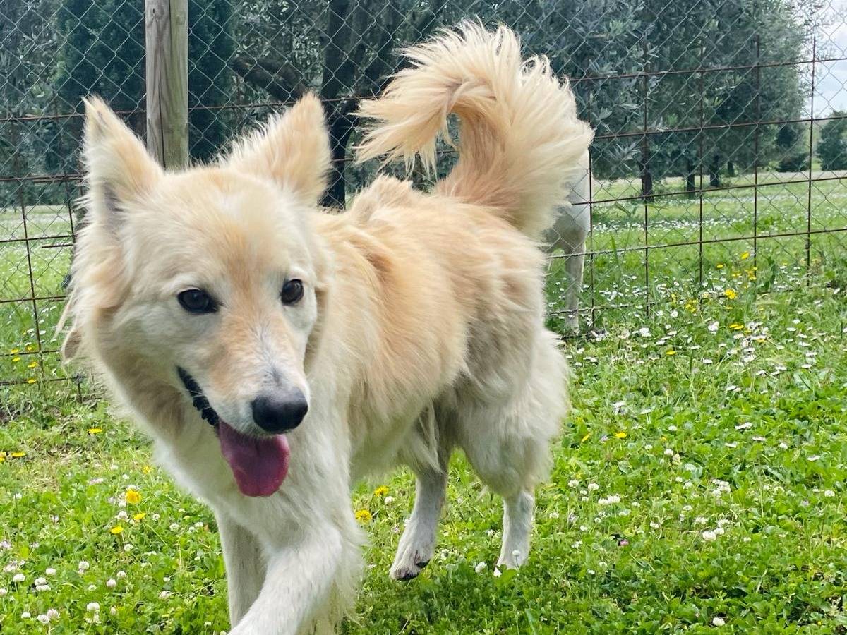 Adotta il cane Lucky a Roma