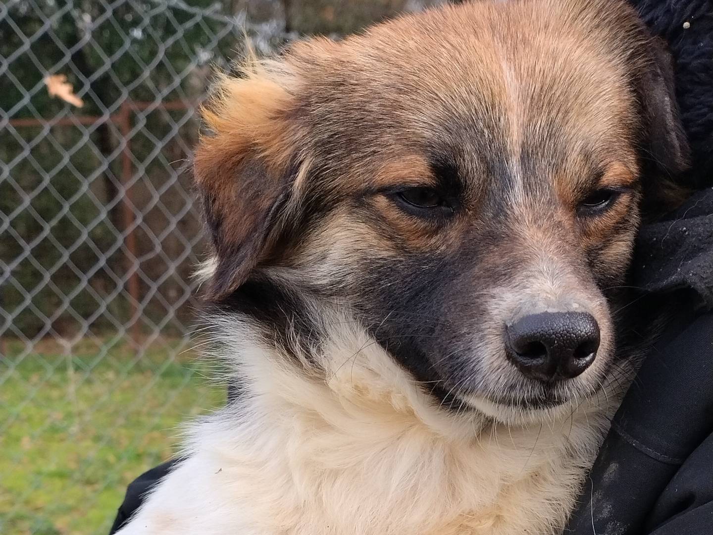 Adotta il cane Metzcal a Roma