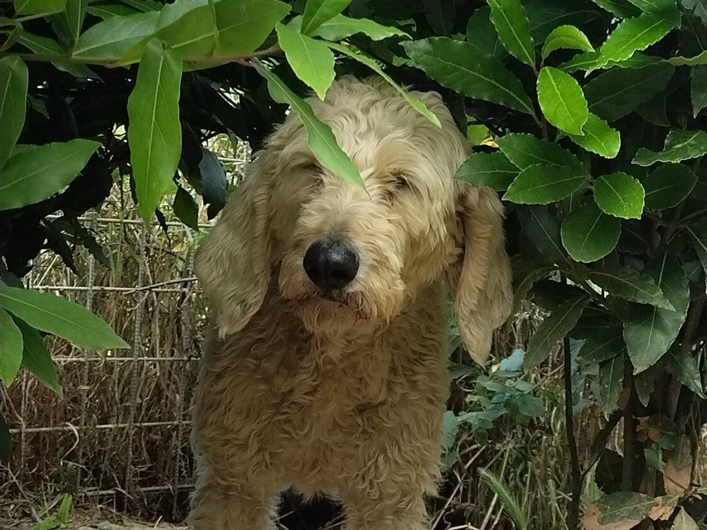 Vuoi adottare un cane a Roma?