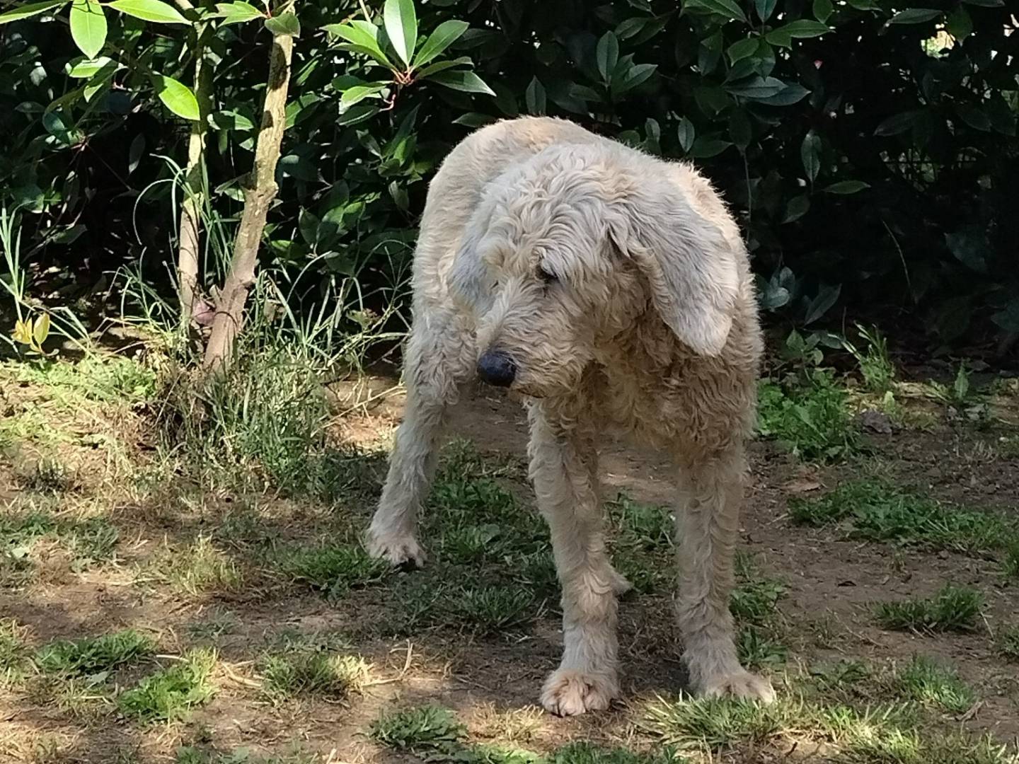 Adotta il cane ALDO a Roma