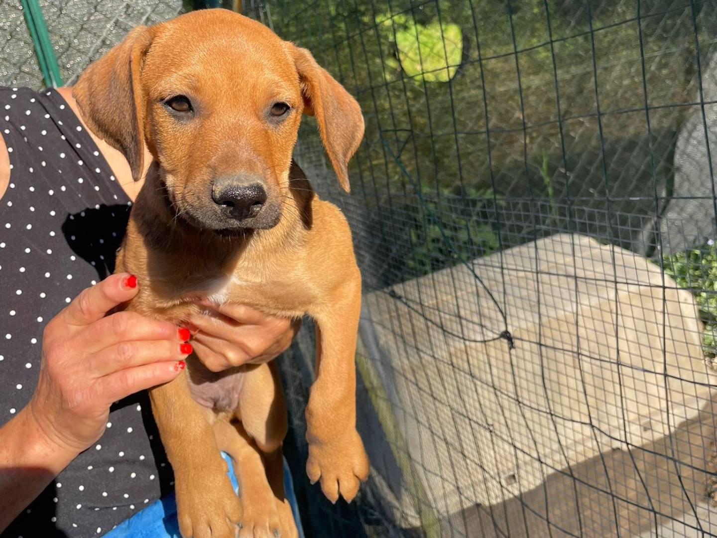 Adotta un cane, maschio, 2 mesi, Frosinone