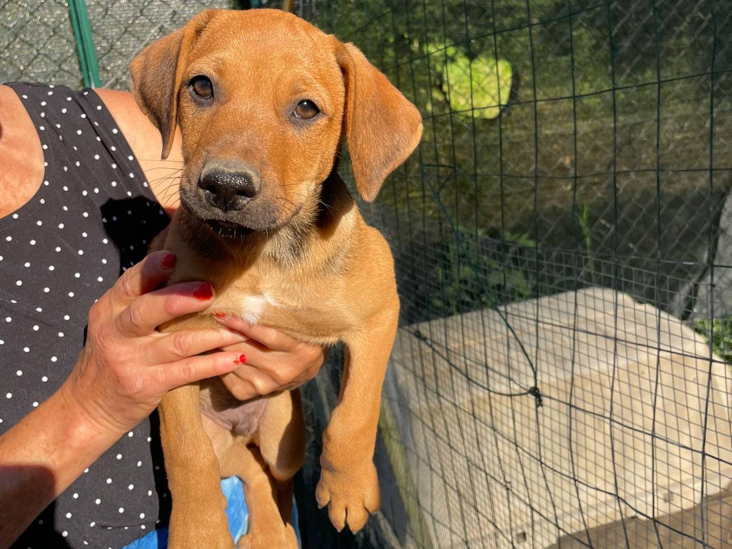 Adotta un cane, taglia media, maschio, Frosinone