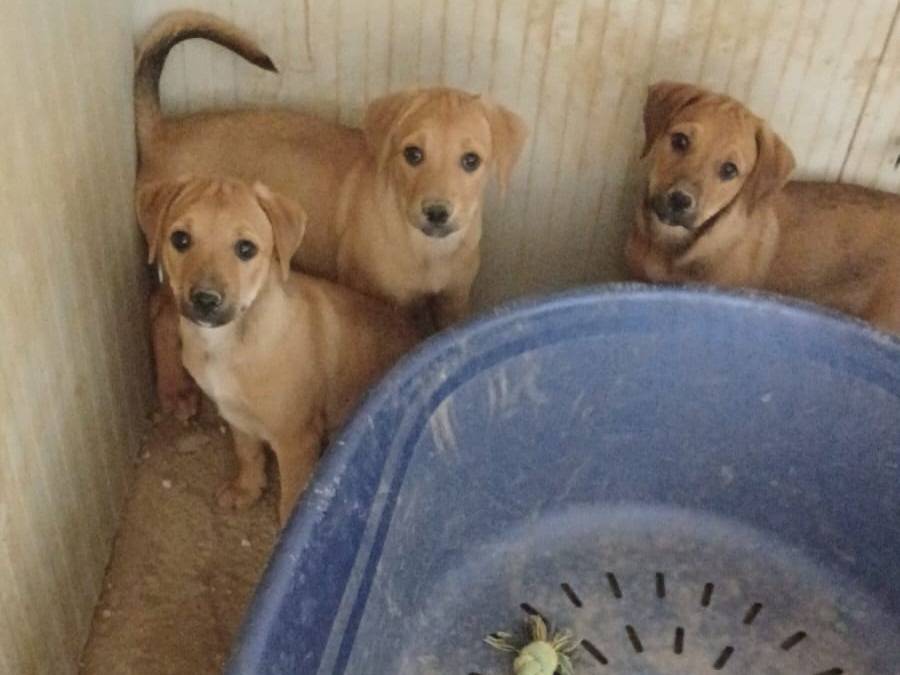 Vuoi adottare un cane a Frosinone?