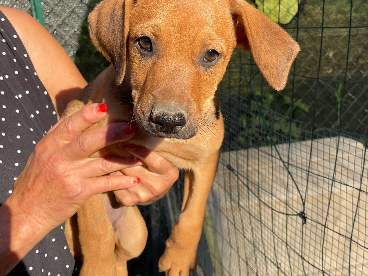 Adotta il cane OREGON a Frosinone