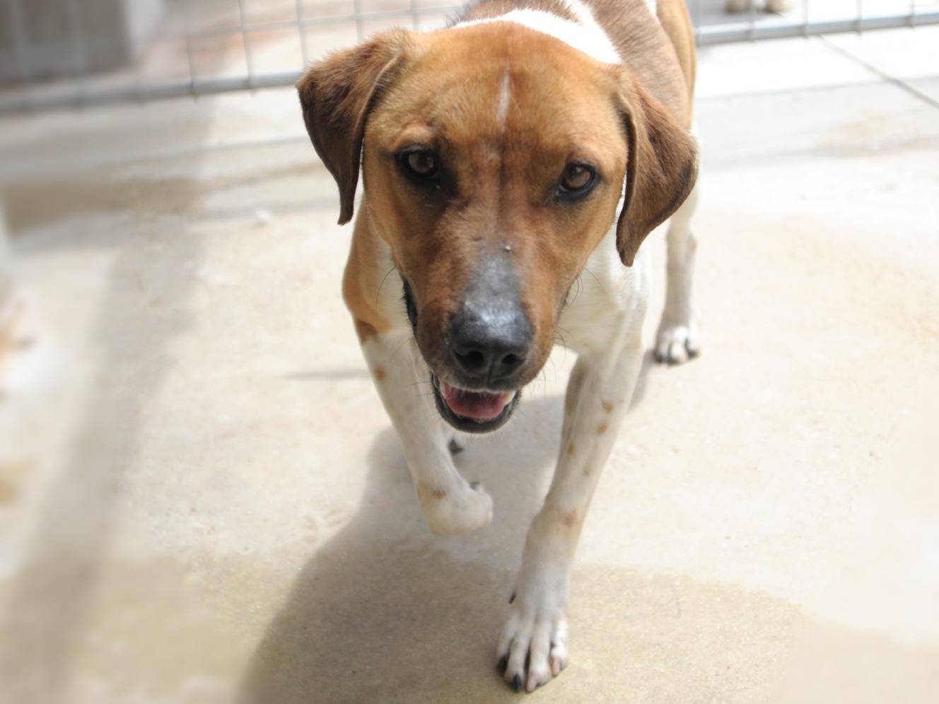 Adotta un cane, maschio, 3 anni  e 5 mesi , Pescara