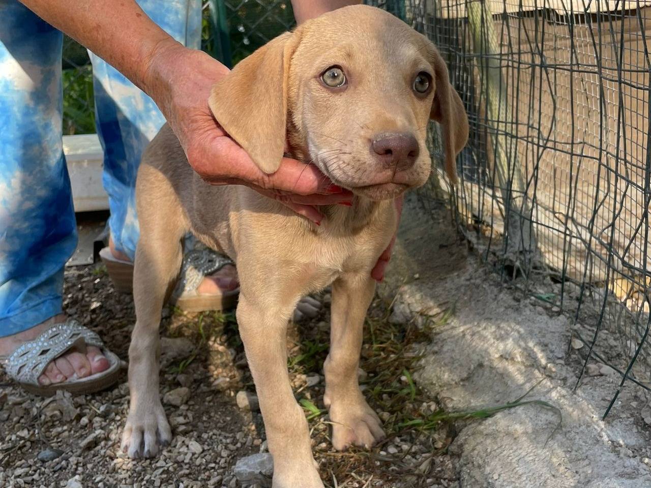 Vuoi adottare un cane a Frosinone?