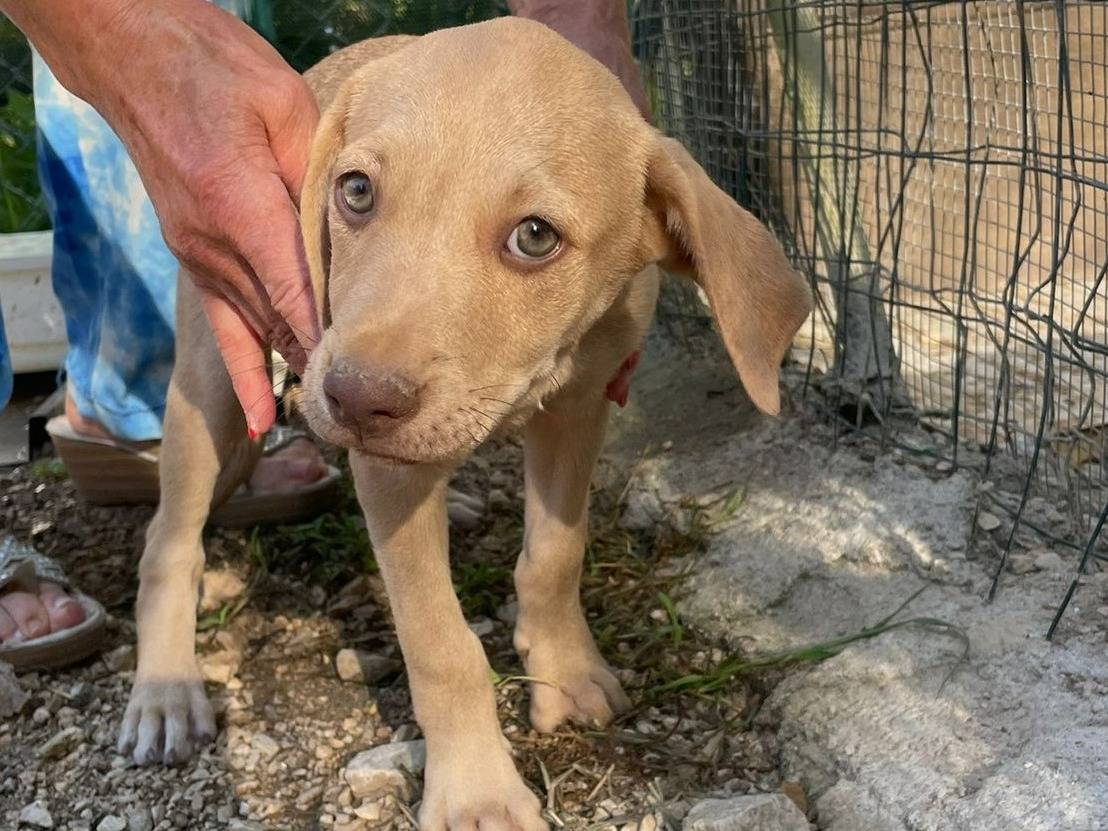 Adotta il cane GEORGIA a Frosinone
