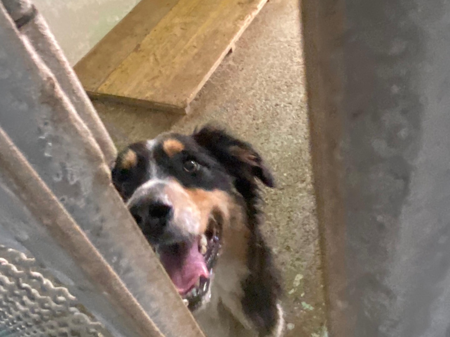 Adotta un cane, maschio, 2 anni  e 10 mesi , Avellino