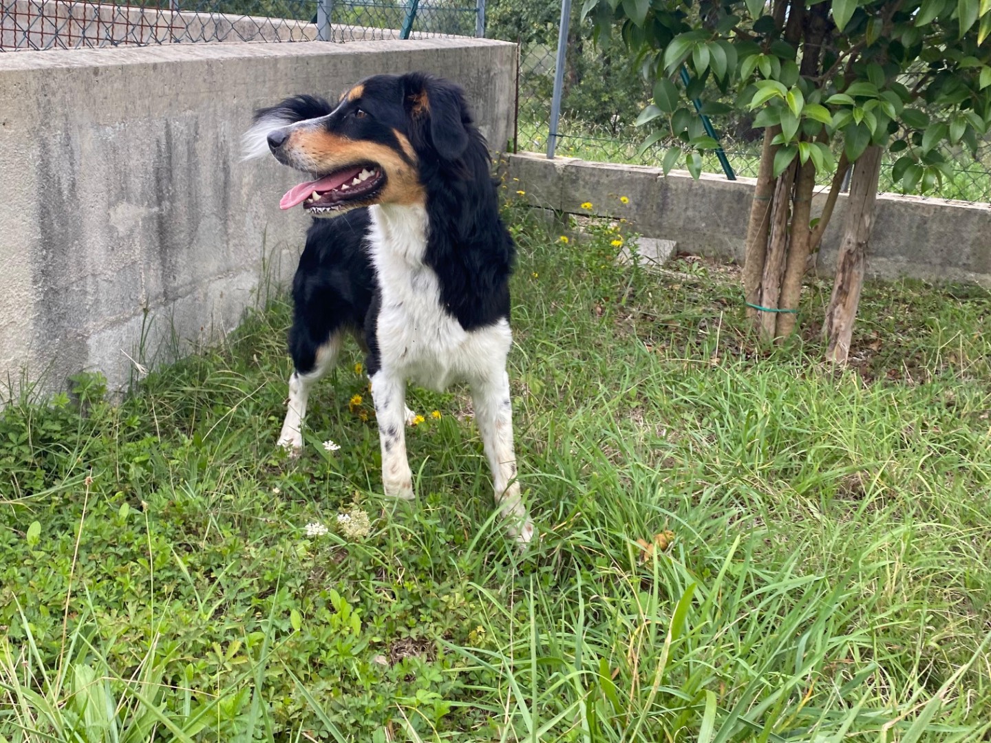 Vuoi adottare un cane a Avellino?