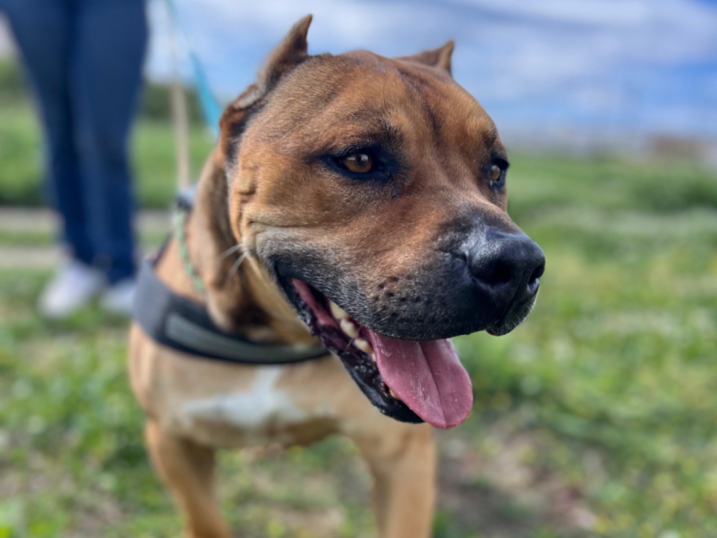 Adotta un cane, taglia media, maschio, Napoli