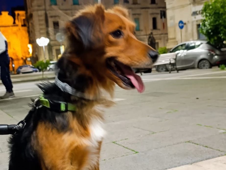 Vuoi adottare un cane a Siracusa?
