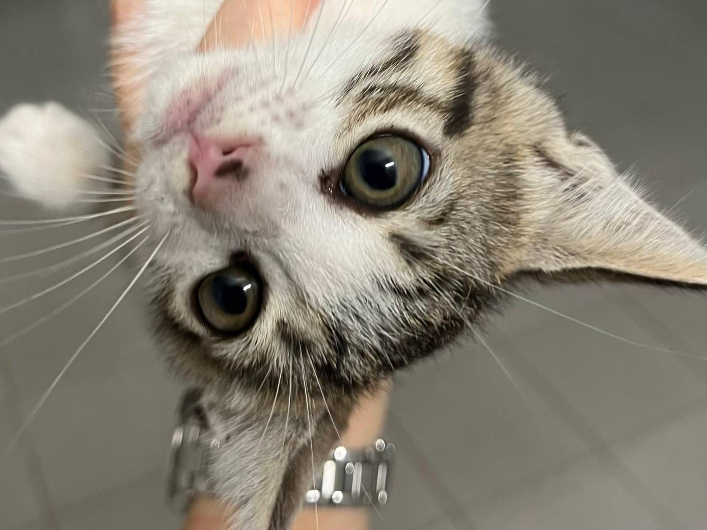 Adotta un gatto, taglia non valida, maschio, Catanzaro