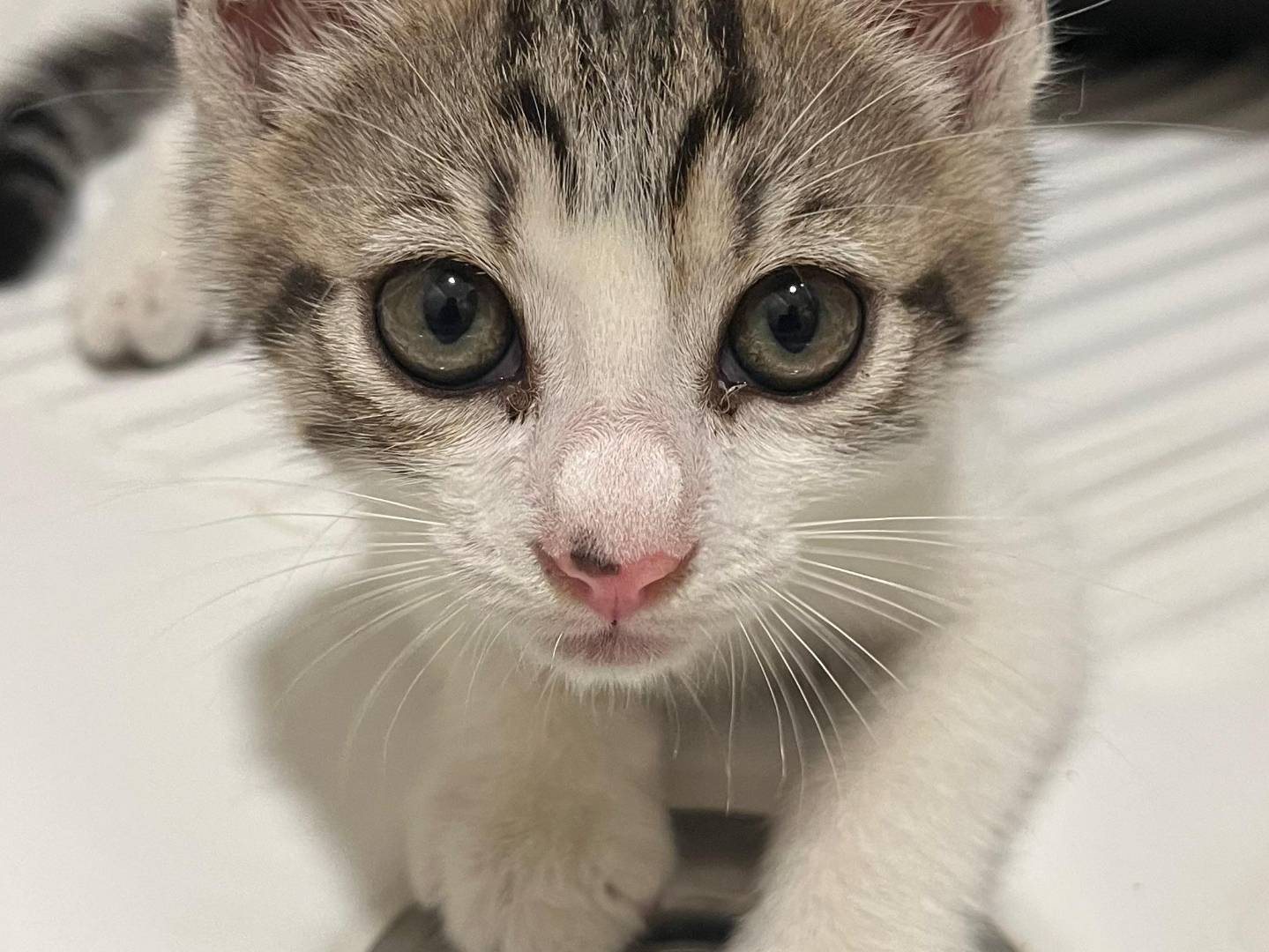 Adotta il gatto YAGO a Catanzaro