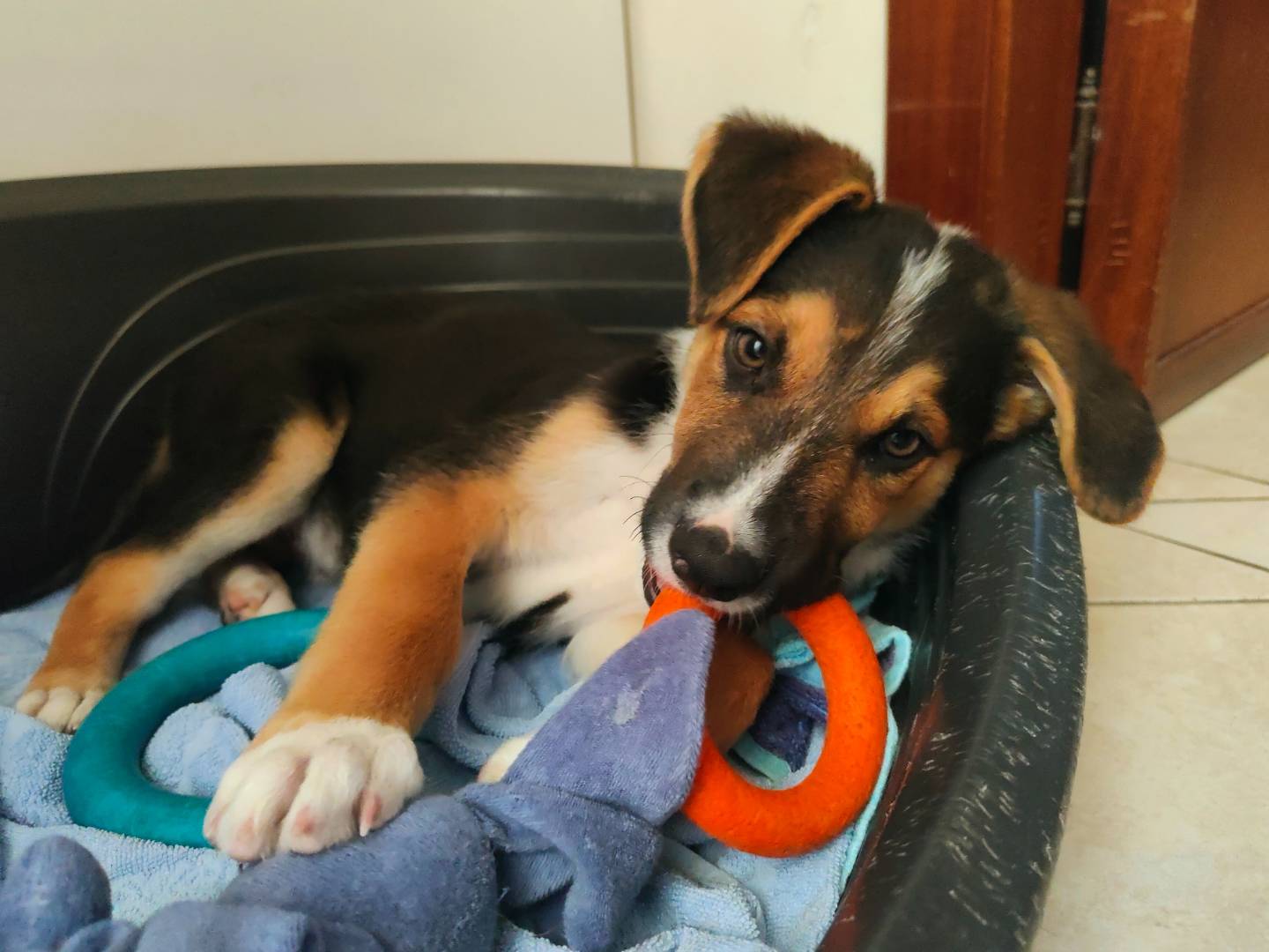 Adotta il cane AREK a Napoli