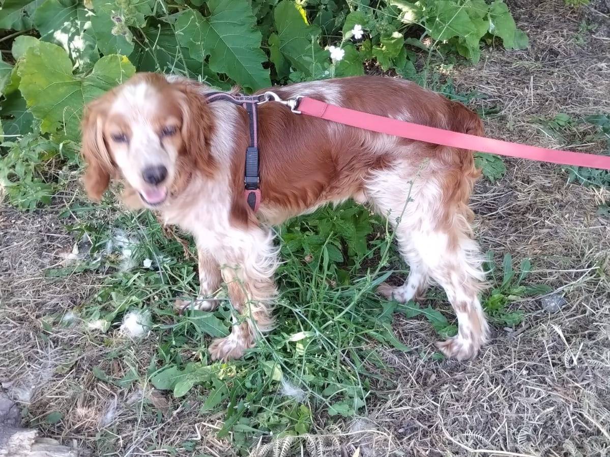 Adotta un cane, maschio, 8 anni e 1 mese, Viterbo
