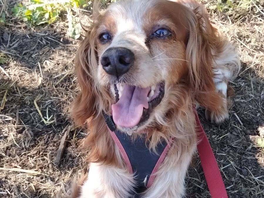 Adozione cane, maschio, Razza sconosciuta Razza sconosciuta, 8 anni e 1 mese, taglia media contenuta, Viterbo