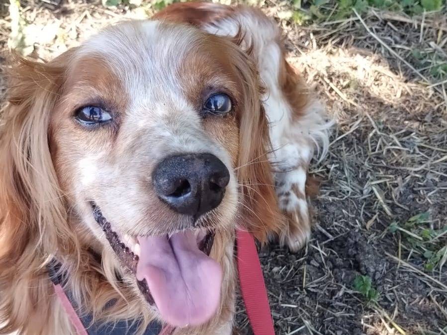 Adotta un cane, taglia media contenuta, maschio, Viterbo