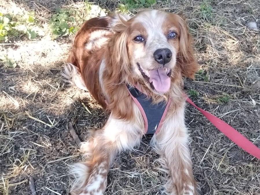 Vuoi adottare un cane a Viterbo?