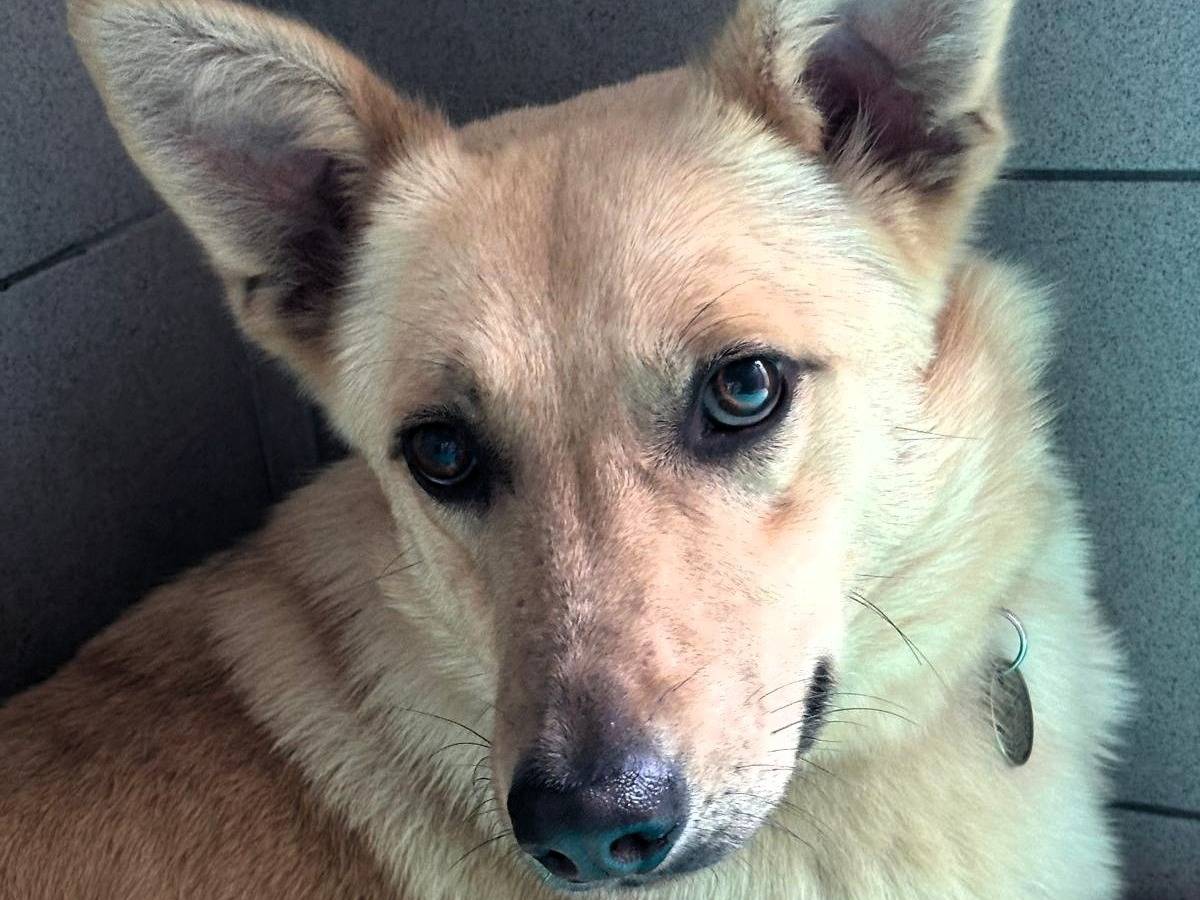 Adotta un cane, maschio, 1 anno e 7 mesi, Milano