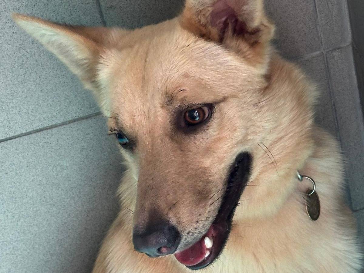 Vuoi adottare un cane a Milano?