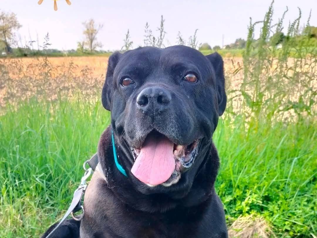 Adotta un cane, maschio, 6 anni  e 9 mesi , Venezia