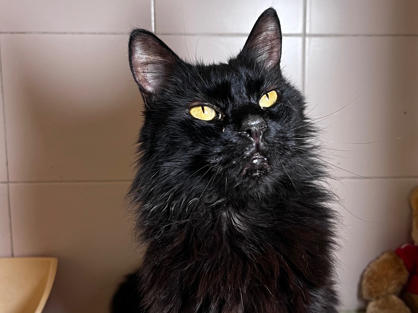 Adotta un gatto, maschio, 11 anni  e 1 mese, Milano
