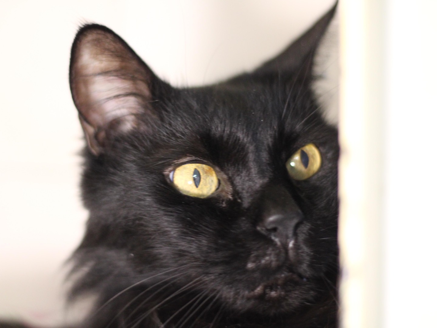 Adotta un gatto, taglia non valida, maschio, Milano