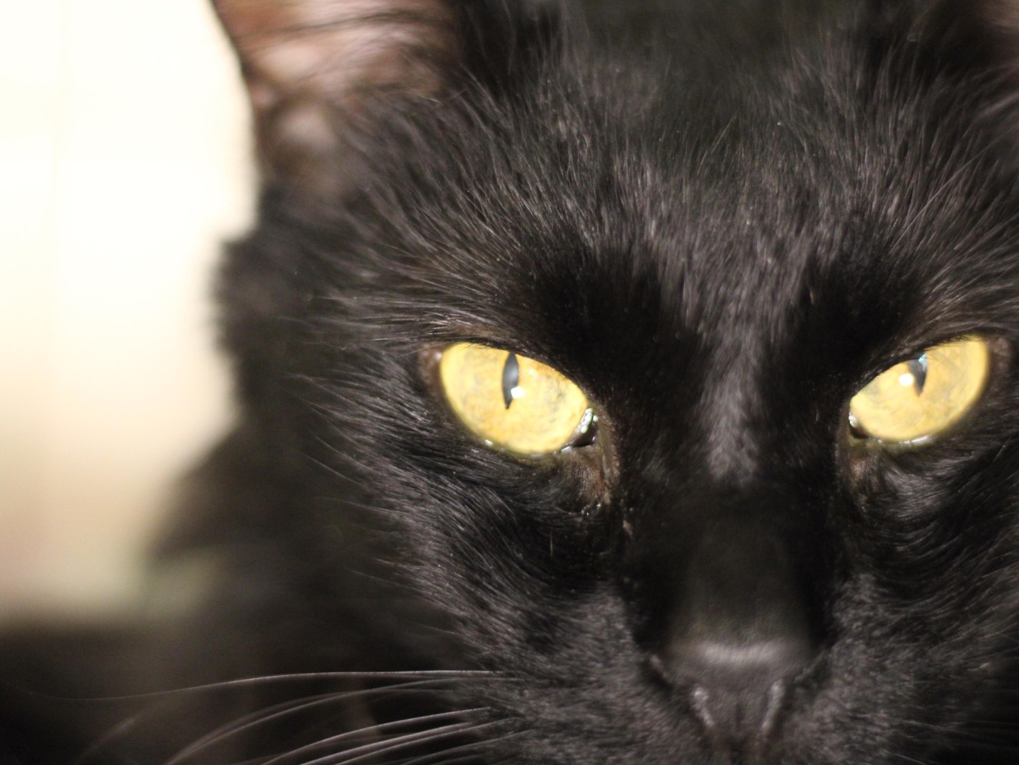 Vuoi adottare un gatto a Milano?