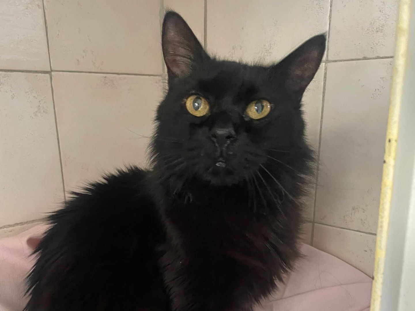 Adotta il gatto Happy a Milano