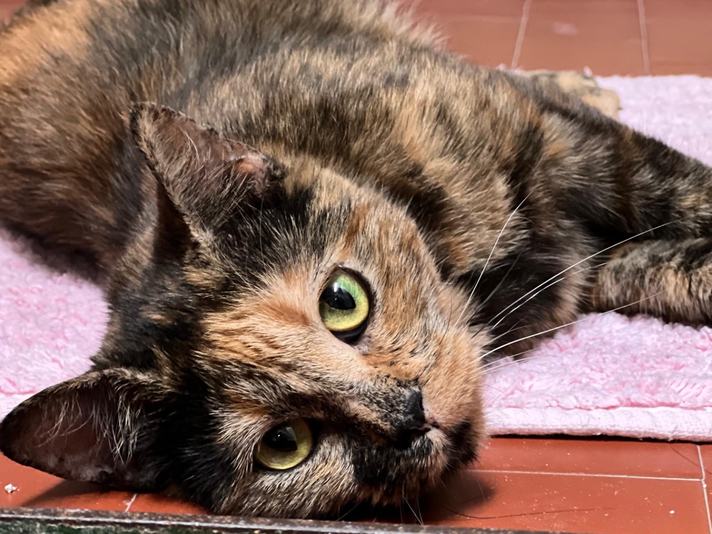 Adozione gatto, femmina, Razza sconosciuta Razza sconosciuta, 3 anni  e 1 mese, taglia non valida, Milano