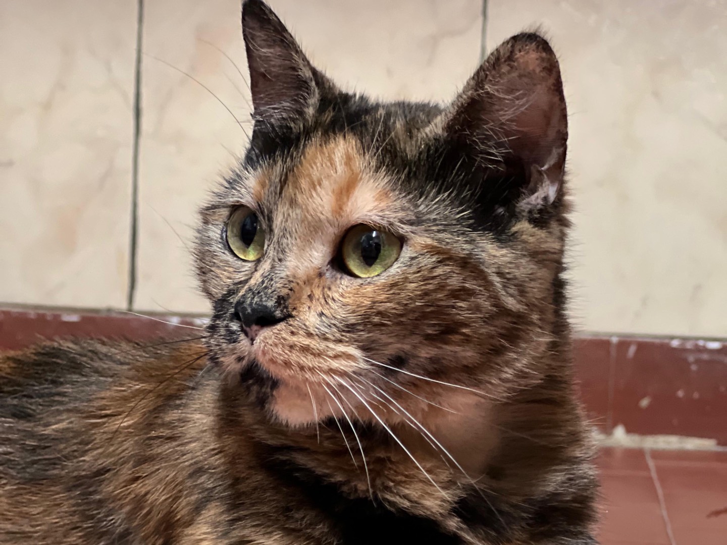 Adotta un gatto, taglia non valida, femmina, Milano