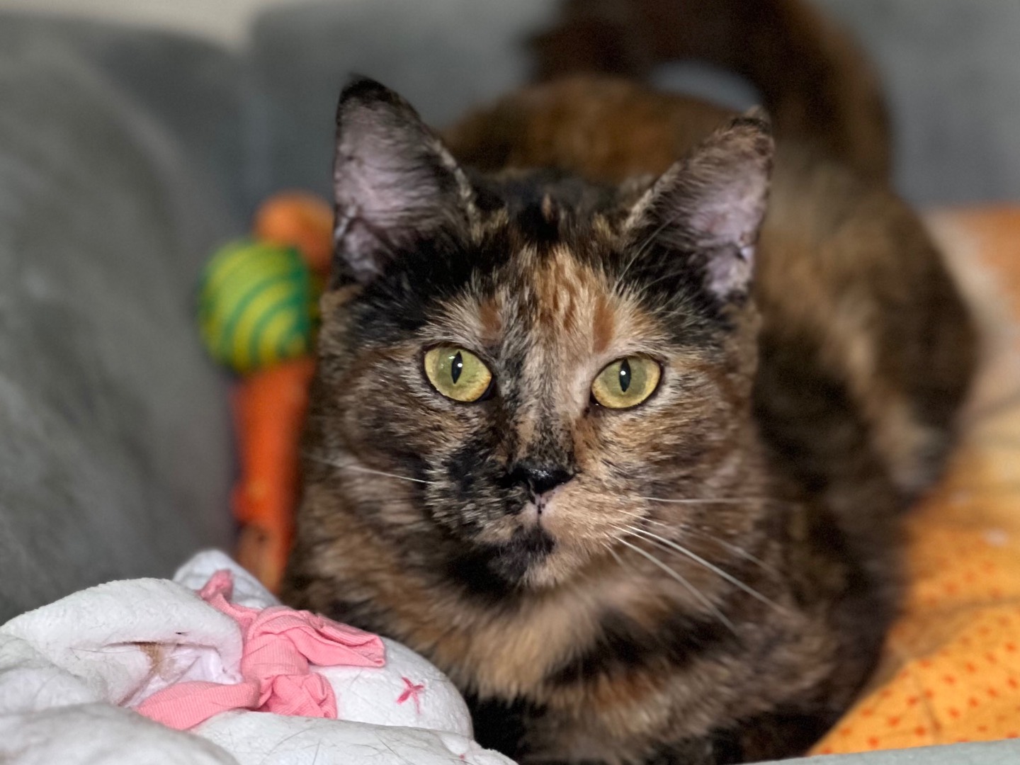 Vuoi adottare un gatto a Milano?