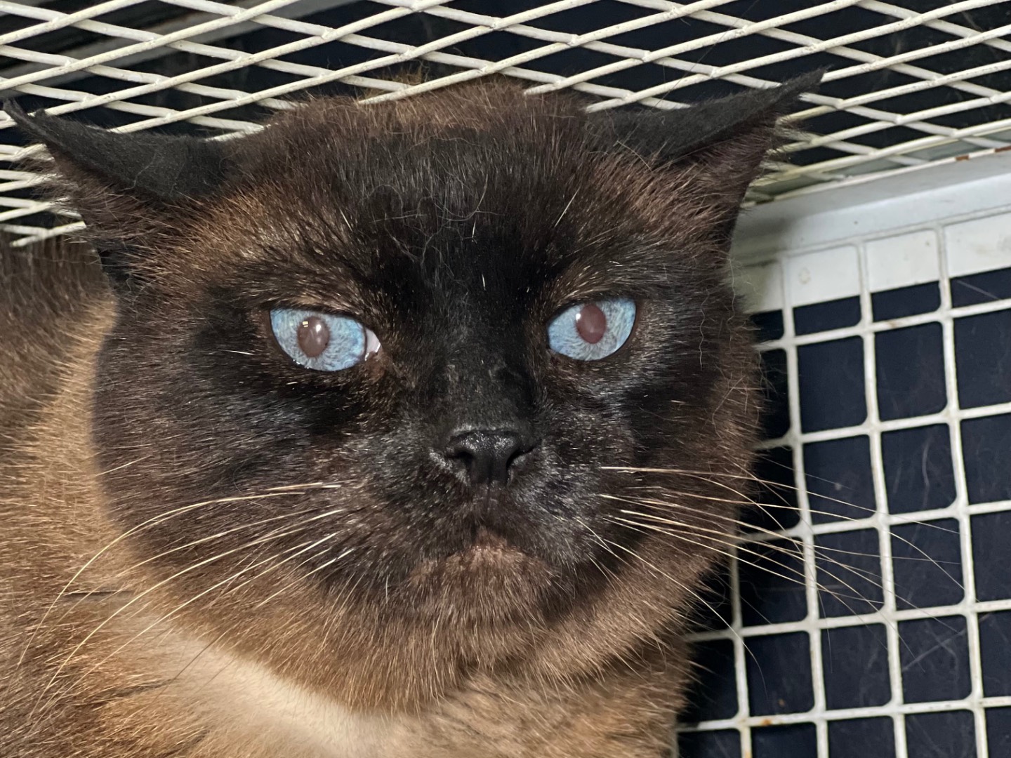 Adotta un gatto, maschio, 8 anni e 1 mese, Milano