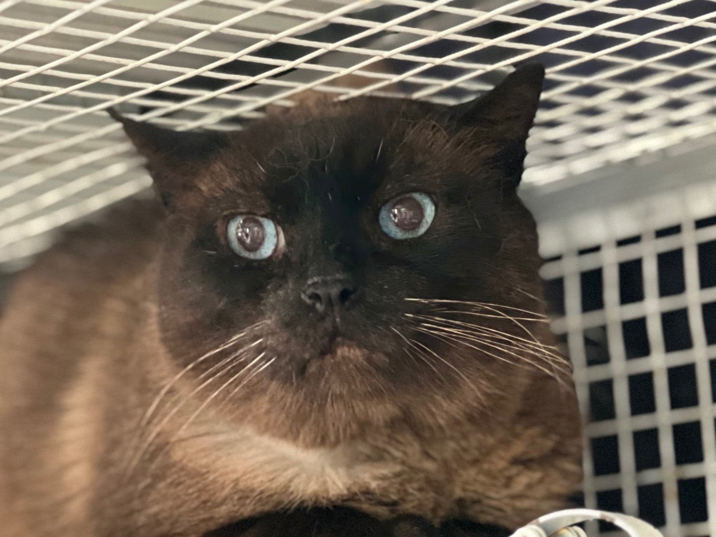 Adotta un gatto, taglia non valida, maschio, Milano